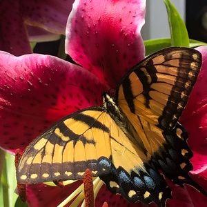 Meet your Posher, Lori